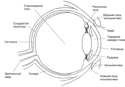 Строение глаза анатомия рисунок